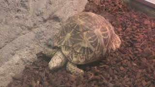 インドホシガメ (東山動植物園) 2021年7月22日