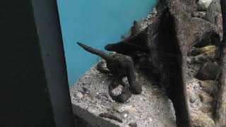 アジメドジョウ (世界淡水魚園水族館 アクア・トト ぎふ) 2019年1月25日