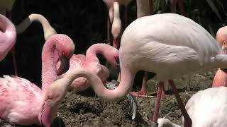4 types Flamingo (Hiroshima City Asa Zoological Park, Hiroshima, Japan) May 20, 2018