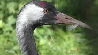 Common crane & Japanese crane (Inokashira Park Zoo, Tokyo, Japan) September 9, 2018