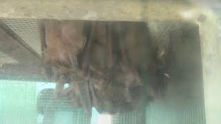 エジプトルーセットオオコウモリ (東武動物公園) 2020年9月18日