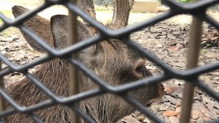 ホンシュウジカ の『クロマツ』 (東武動物公園) 2020年9月18日