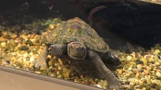 Japanese pond turtle (Sagamigawafureai Science Museum Aquarium, Kanagawa, Japan) November 30, 2018