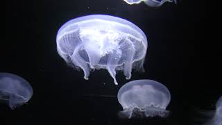 ラビアータ (鶴岡市立 加茂水族館) 2019年4月10日