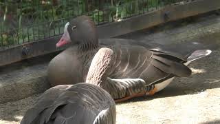 Lesser white-fronted goose (Inokashira Park Zoo, Tokyo, Japan) September 9, 2018