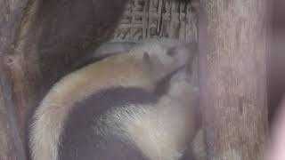 Southern tamandua (KOBE ANIMAL KINGDOM, Hyogo, Japan) September 15, 2018