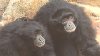 フクロテナガザル の『テツ』と『エヘ』 (神戸市立 王子動物園) 2020年8月4日