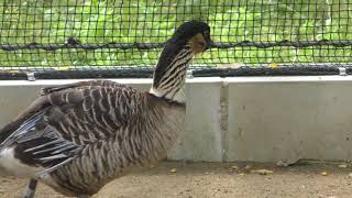 フライングケージ (周南市徳山動物園) 2018年5月19日