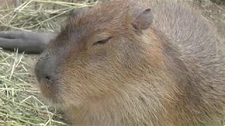 カピバラ の『サワ』と『ユズ』 (周南市徳山動物園) 2018年5月19日