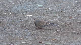 Eastern turtle dove (Ichikawa Zoological and Botanical Garden, Chiba, Japan) March 4, 2018