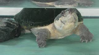Pacific coast giant musk turtle (YAGIYAMA ZOOLOGICAL PARK, Miyagi, Japan) January 20, 2018