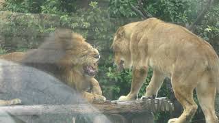 Lion (TOBU ZOO, Saitama, Japan) October 15, 2017