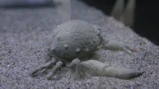 タマコブシ (竹島水族館) 2019年1月23日