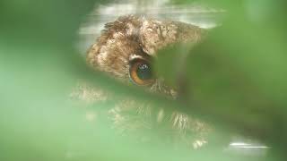 Sunda Scops-owl (Okinawa Zoo & Museum, Okinawa, Japan) July 29, 2023