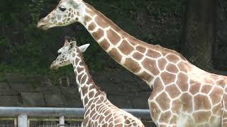 アミメキリン (東山動植物園) 2021年7月22日