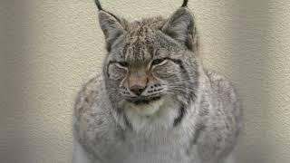 Eurasian lynx (Kyoto City Zoo, Kyoto, Japan) January 26, 2019