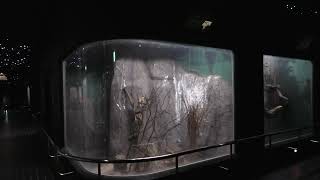 アフリカヤマネ (東山動植物園) 2021年7月22日