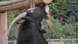 ミミナガヤギ (福知山市動物園) 2019年11月24日