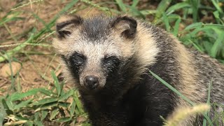 ホンドタヌキ (東武動物公園) 2020年9月18日