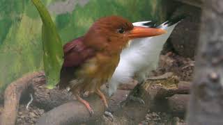 Ruddy Kingfisher & Bali myna (Wanpark Kochi Animal Land, Kochi, Japan) March 24, 2018