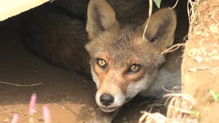 ホンドギツネ (東武動物公園) 2020年9月18日