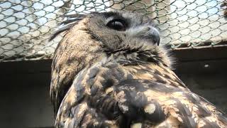 ワシミミズク の『おすぎ』と『ぴーこ』 (浜松市動物園) 2021年7月25日