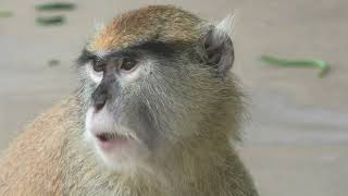 Hussar monkey (Toyohashi Zoo and Botanical Park, Aichi, Japan) January 1, 1970