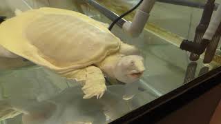 Albino soft-shelled turtle (Okuhida Garden Hotel YAKEDAKE, Gifu, Japan) April 21, 2018