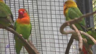 ルリゴシボタンインコ (羽村市動物公園) 2018年4月8日