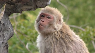 アカゲザル (周南市徳山動物園) 2018年5月19日