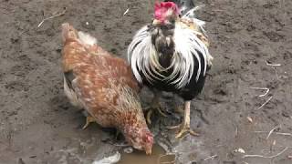 Chicken | Utaichahn (Inokashira Park Zoo, Tokyo, Japan) September 23, 2017