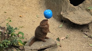 Common dwarf mongoose (TENNOJI ZOO, Osaka, Japan) November 20, 2019