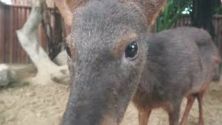 Pudu (KOBE ANIMAL KINGDOM, Hyogo, Japan) July 14, 2023