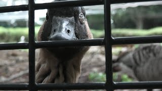 フラミンゴコーナー (埼玉県こども動物自然公園) 2020年9月15日