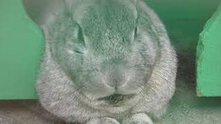Rabbit (Itabashi Children's Zoo Takashimadaira, Tokyo, Japan) May 12, 2018