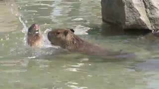 カピバラの水遊び (那須どうぶつ王国) 2018年4月29日