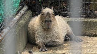 カピバラ (神戸市立 王子動物園) 2020年8月4日