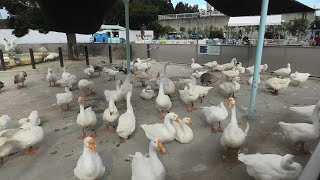 ガチョウひろば (東武動物公園) 2020年9月18日