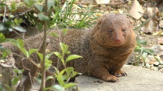 Common dwarf mongoose (TENNOJI ZOO, Osaka, Japan) March 31, 2019