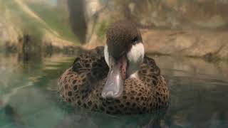 White-cheeked Pintail (Hakone-en Aquarium, Kanagawa, Japan) October 28, 2018
