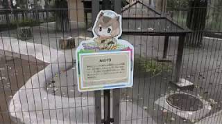 Capybara (Inokashira Park Zoo, Tokyo, Japan) September 23, 2017