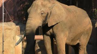 African elephant (YAGIYAMA ZOOLOGICAL PARK, Miyagi, Japan) January 20, 2018