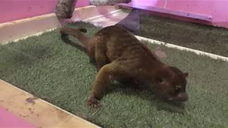 Kinkajou (KimoKawaiiExhibition in Tokyo solamachi, Japan) July 4, 2018