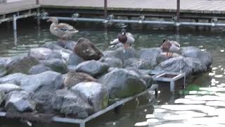Mandarin duck pond (Kakegawa Kachouen, Shizuoka, Japan) December 10, 2017