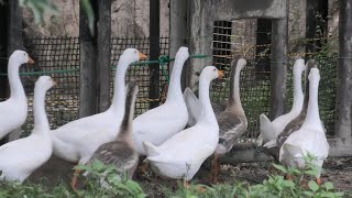 サイ放飼場の シナガチョウ たち (東武動物公園) 2020年9月18日