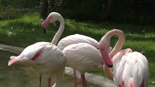 Greater Flamingo (Nasu Animal Kingdom, Tochigi, Japan) September 10, 2017
