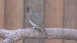 Narcissus Flycatcher (Inokashira Park Zoo, Tokyo, Japan) September 9, 2018