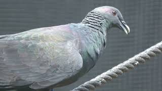 Black wood pigeon (Okinawa Zoo & Museum, Okinawa, Japan) July 29, 2023