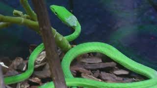 Asian vine snakes (DMM Kariyushi Aquarium, Okinawa, Japan) July 29, 2023