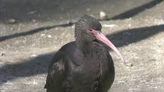 アンデスブロンズトキ (多摩動物公園) 2019年1月18日